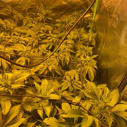 Gelato growlog timeline photo