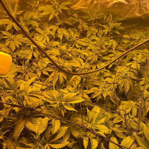 Gelato growlog timeline photo