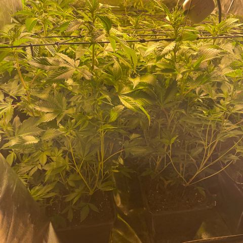 Gelato growlog timeline photo
