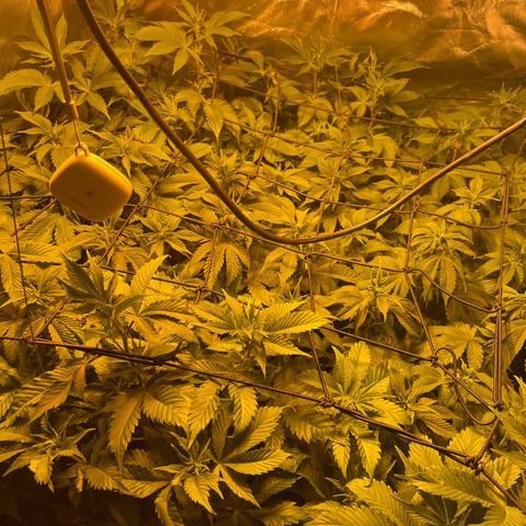 Gelato growlog timeline photo