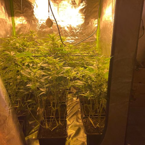 Gelato growlog timeline photo
