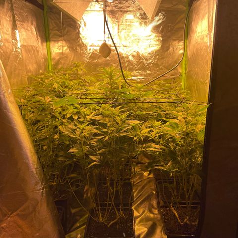 Gelato growlog timeline photo