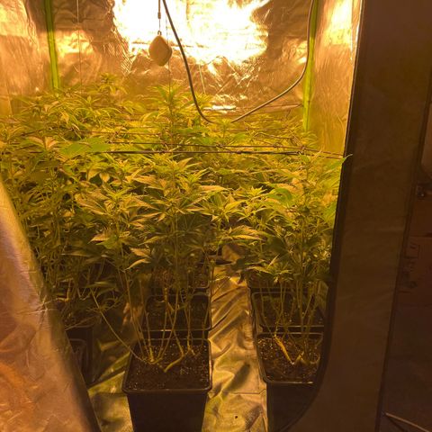 Gelato growlog timeline photo
