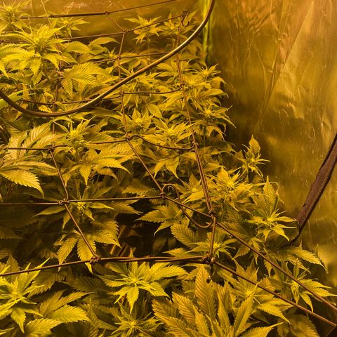 Gelato growlog timeline photo