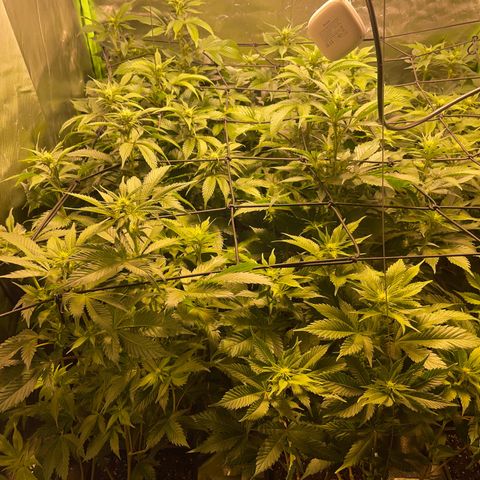 Gelato growlog timeline photo