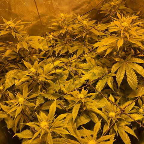 Gelato growlog timeline photo