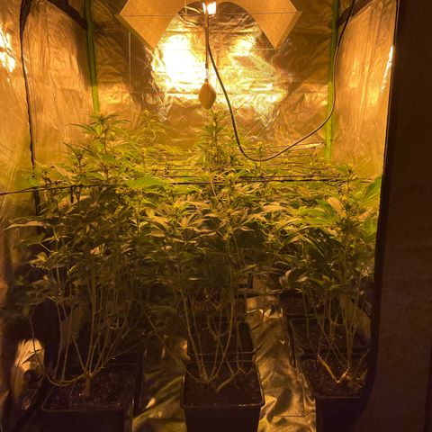 Gelato growlog timeline photo