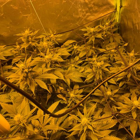 Gelato growlog timeline photo