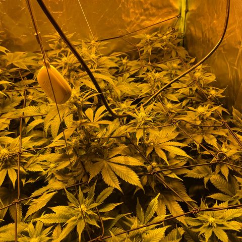 Gelato growlog timeline photo