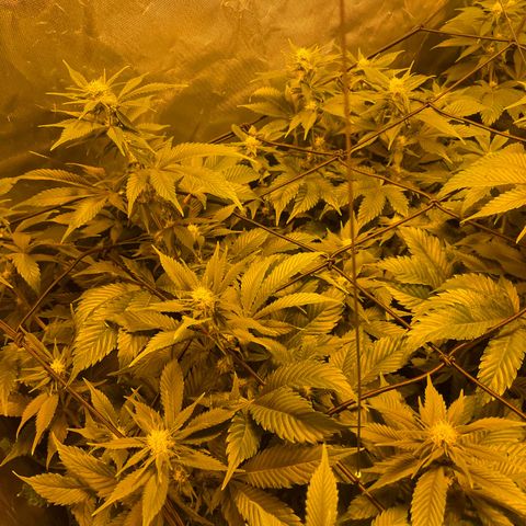 Gelato growlog timeline photo