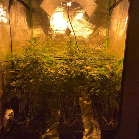 Gelato growlog timeline photo