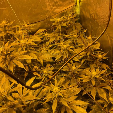 Gelato growlog timeline photo
