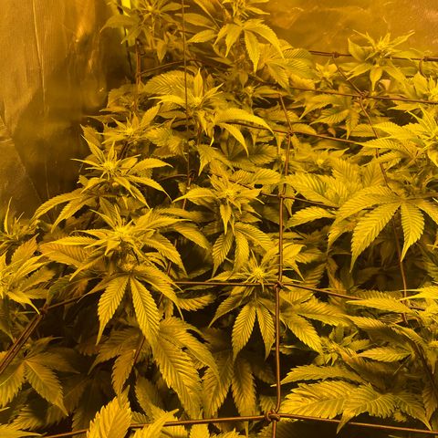 Gelato growlog timeline photo
