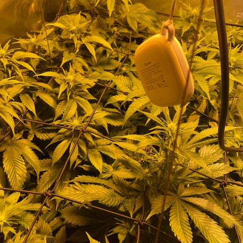 Gelato growlog timeline photo