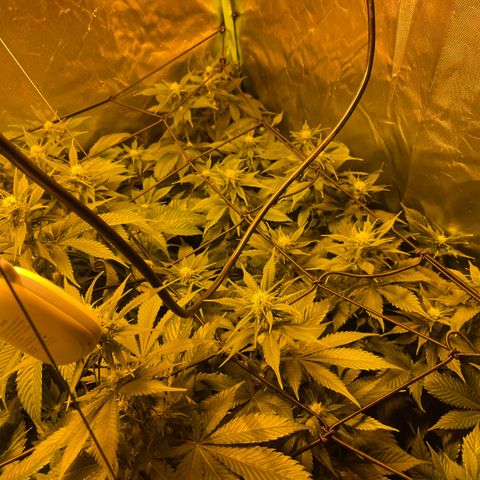 Gelato growlog timeline photo