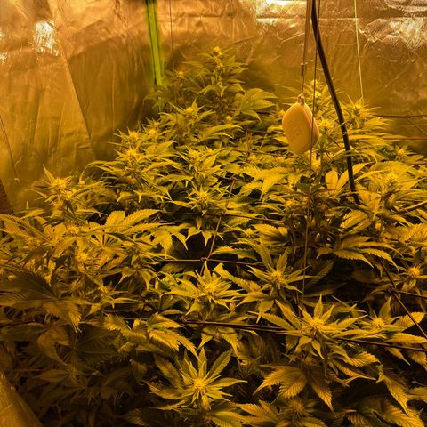 Gelato growlog timeline photo