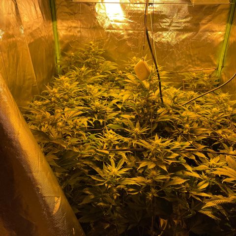 Gelato growlog timeline photo