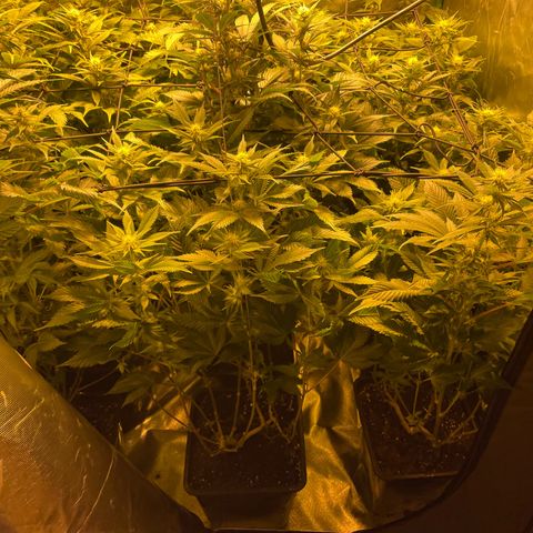 Gelato growlog timeline photo