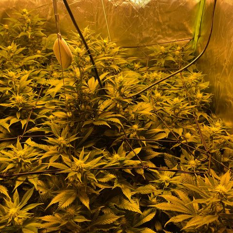 Gelato growlog timeline photo