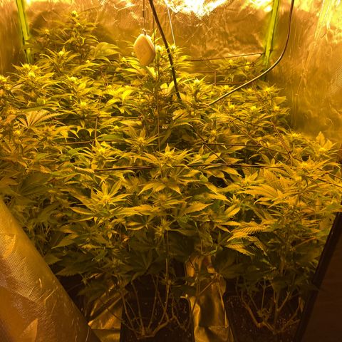 Gelato growlog timeline photo