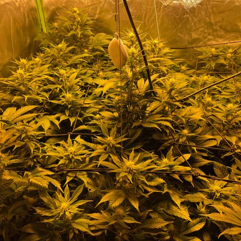 Gelato growlog timeline photo