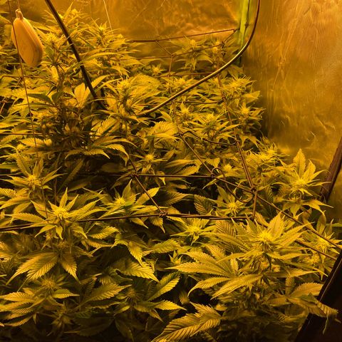 Gelato growlog timeline photo
