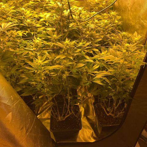 Gelato growlog timeline photo