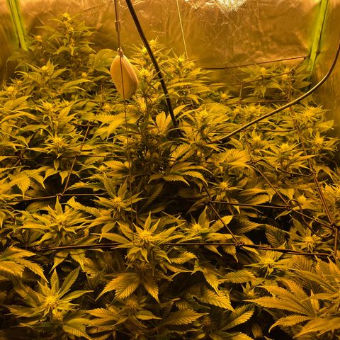 Gelato growlog timeline photo