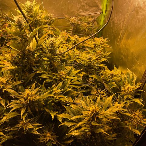 Gelato growlog timeline photo