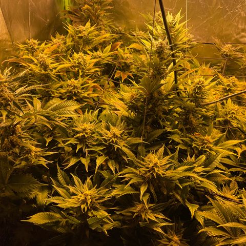 Gelato growlog timeline photo