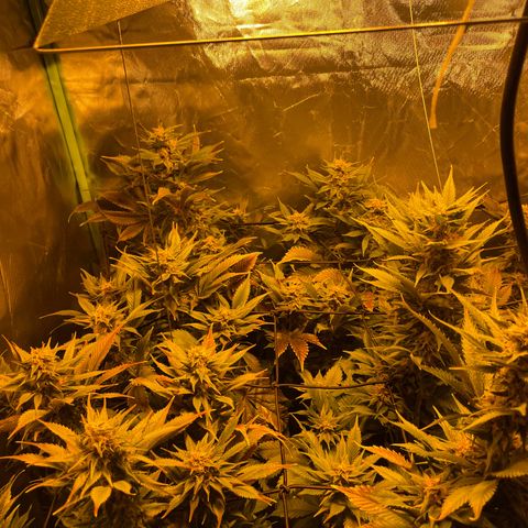 Gelato growlog timeline photo