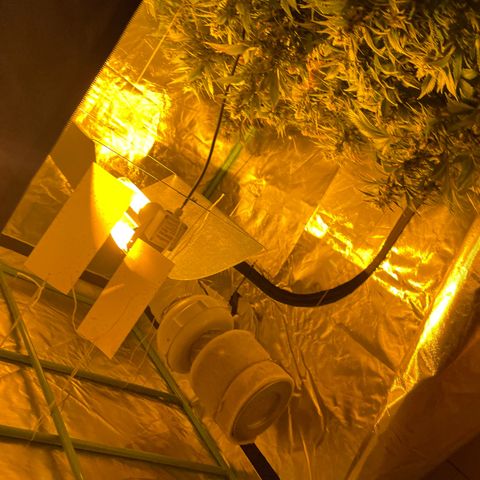 Gelato growlog timeline photo