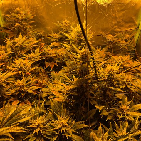 Gelato growlog timeline photo