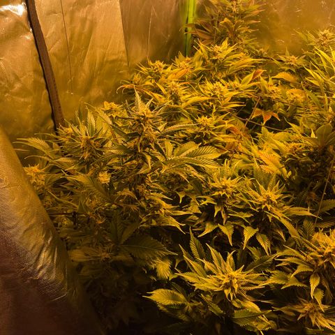 Gelato growlog timeline photo