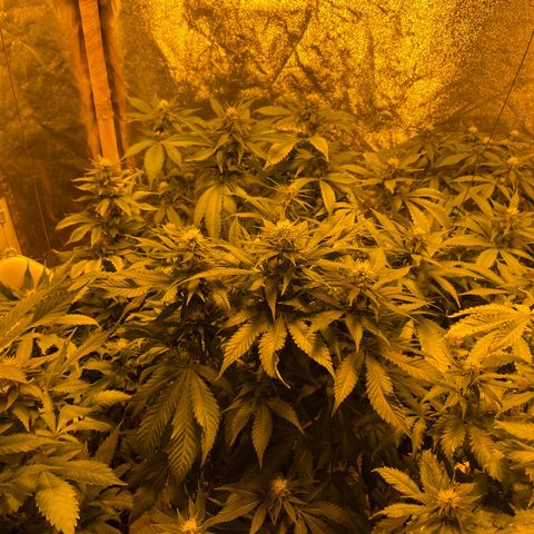 Gelato growlog timeline photo