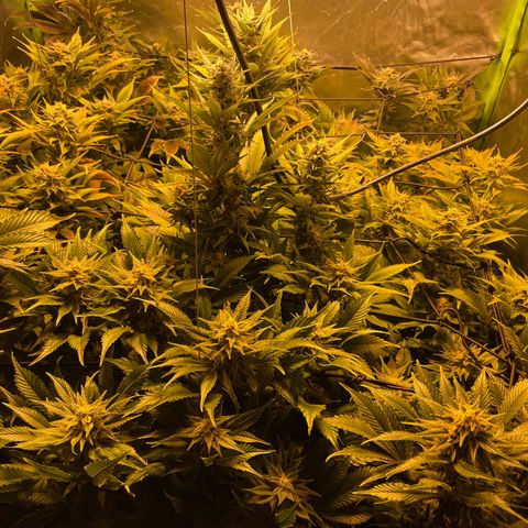Gelato growlog timeline photo