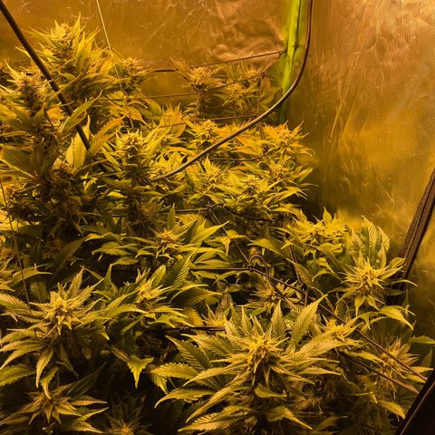 Gelato growlog timeline photo