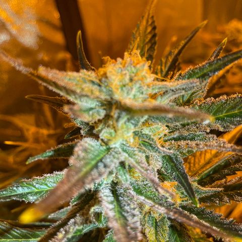 Gelato growlog timeline photo