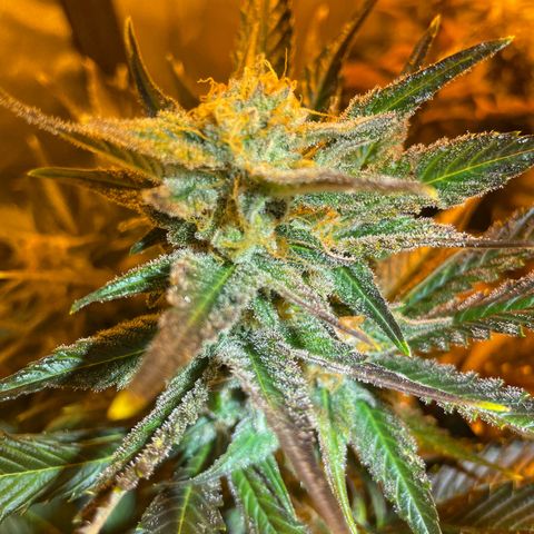 Gelato growlog timeline photo