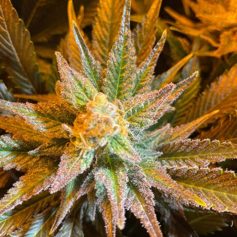 Gelato growlog timeline photo
