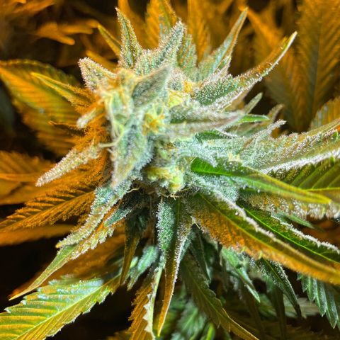 Gelato growlog timeline photo