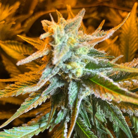 Gelato growlog timeline photo