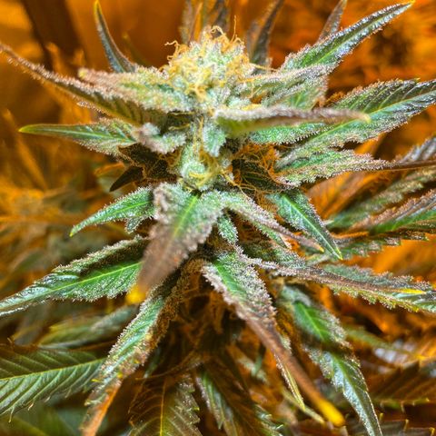 Gelato growlog timeline photo