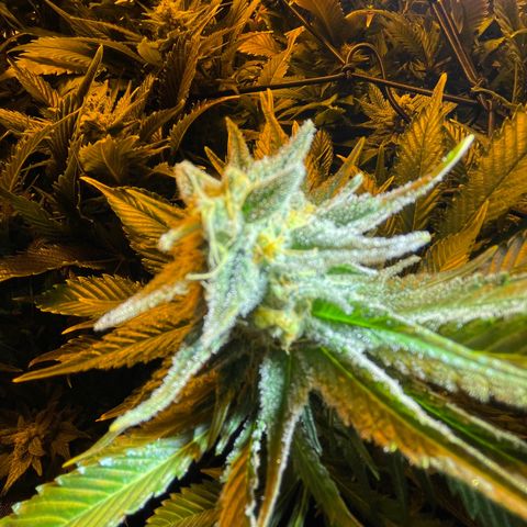 Gelato growlog timeline photo
