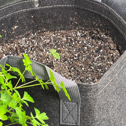 Chem Dawg growlog photo: Transplant into 5 gal comtainer