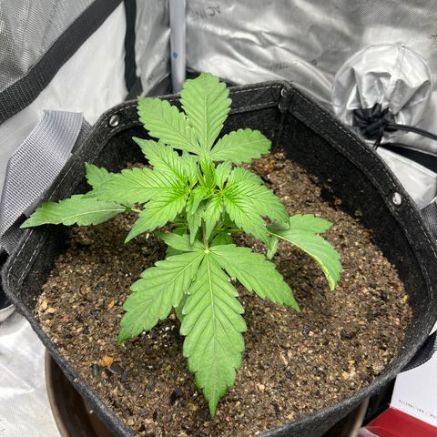 Chem Dawg growlog photo: 5th node…LST this weekend