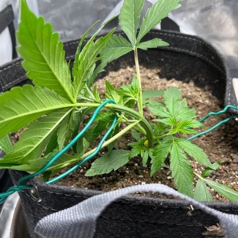Chem Dawg growlog photo: LST  
