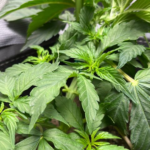 Chem Dawg growlog photo: Minimum 6 sites after 4 days of LST 