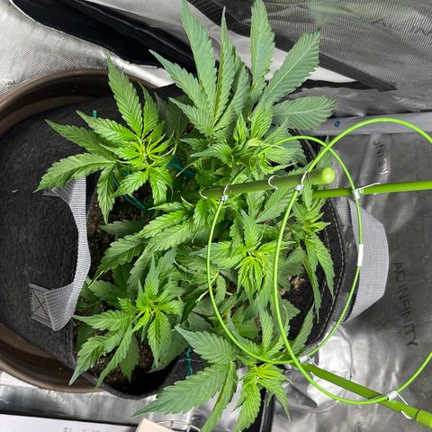 Chem Dawg growlog photo: More bending/LST
6+ sites