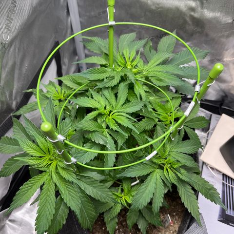 Chem Dawg growlog photo: 7 lovely sites…now for the stretch